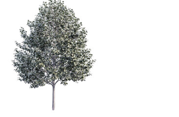 Full, light gray tree against black