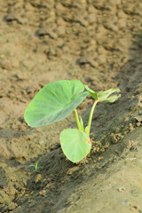 Green leaves of Giant Taro, Alocasia Indica. A heart-shaped taro leaf of the taro plant (Colocasia esculenta).Beautiful view of Taro, Eddoe, Colocasia formosana and Xanthosoma in the bushes