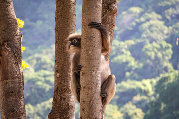 Funny Dusky leaf monkey, spectacled langur sits on a tree, surveying the surroundings