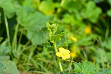 flower appearance of the oriental melon (Cucumis melo Makuwa Group) which is widely grown in East Asia, Close Up of a Korean Melon Flower