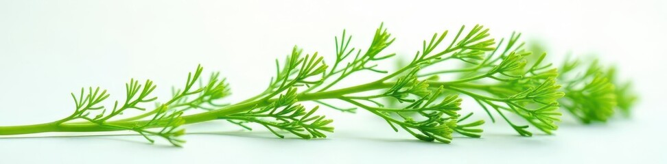 Fototapeta premium Delicate dill sprig, feathery texture, vibrant green on white , minimalist, simple, garnish