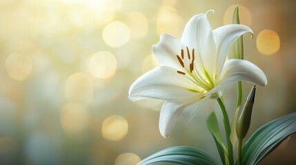 Close-up of a beautiful white lily flower with delicate petals and prominent brown stamens against a soft bokeh background in natural sunlight