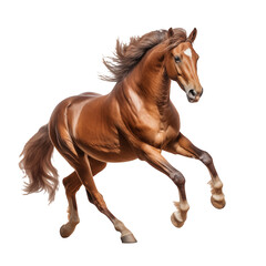 Obraz premium horse isolated on white Running Horse on transparent background