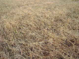 エノコログサの枯草のある秋の枯れ野風景