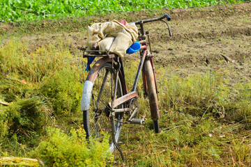 Fototapeta premium Old ancient bike with lunch box in garden, The old and rusty bicycle was parked in the meadow beside of the coconut garden on the side of road.