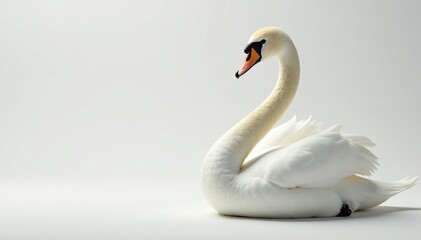 Elegant white swan feather against pure backdrop, minimalist, light, white