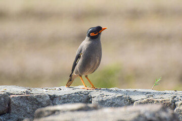 Common Myna bird, latin name Acridotheres Tristis Tristis, is sitting on the trunk. Bamboo island, Pakistan, The Common Myna, Acridotheres tristis