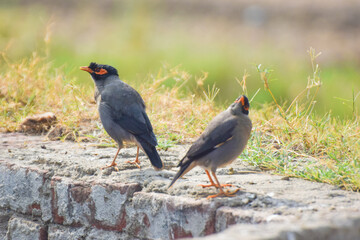 Common Myna bird, latin name Acridotheres Tristis Tristis, is sitting on the trunk. Bamboo island, Pakistan, The Common Myna, Acridotheres tristis