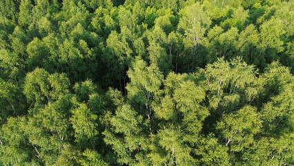 Naklejka premium Scenic Aerial Perspective of Dense Forest