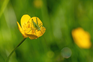 very young green grasshopper sitting on a yellow buttercup