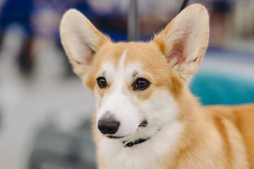 cute small red and white corgi dog close-up portrait
