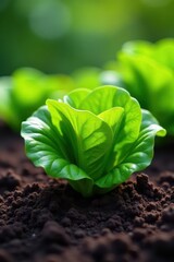Vibrant green lettuce thrives in rich dark soil , healthy eating, environment, fresh
