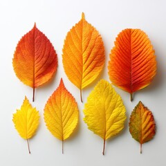 Autumnal Array: A Colorful Collection of Fallen Leaves in Shades of Red, Orange, and Yellow