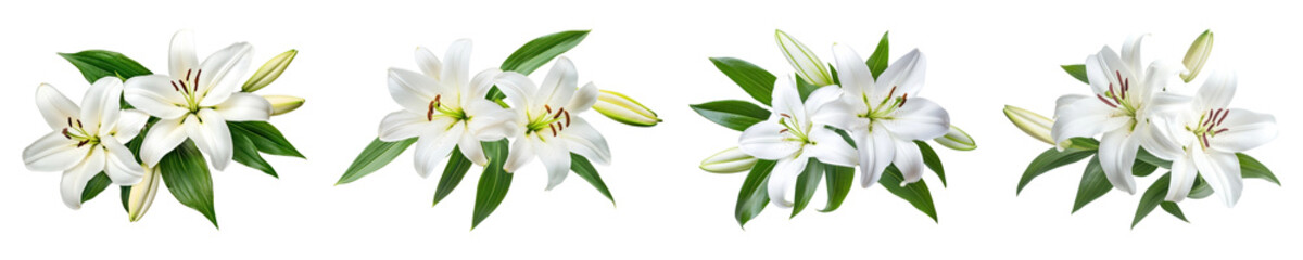 Fototapeta premium PNG Elegant white lilies arrangement, element set on transparent background