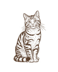 Cat Kitten Hand Drawn Engraved Ink Line Art Sketch Illustration © bow