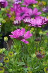 Red flowers Osteospermum ecklonis African Daisy Cape Marguerite, Red Cape Marguerite Daisy flower closeup, a floral display of Red Cape Marguerite Daisy flowers with purple Capitulum, closeup