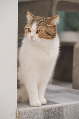 winter holiday and cat concept with scottish cat play on table with garden background