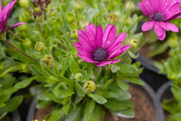 Fototapeta premium Red flowers Osteospermum ecklonis African Daisy Cape Marguerite, Red Cape Marguerite Daisy flower closeup, a floral display of Red Cape Marguerite Daisy flowers with purple Capitulum, closeup