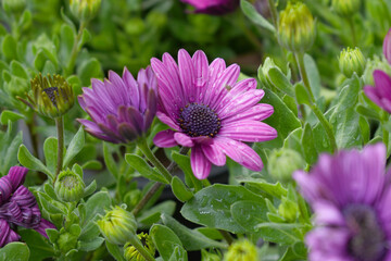 Purple flowers Osteospermum ecklonis African Daisy Cape Marguerite, Purple Cape Marguerite Daisy flower closeup, a floral display of Purple Cape Marguerite Daisy flowers with purple Capitulum, closeup