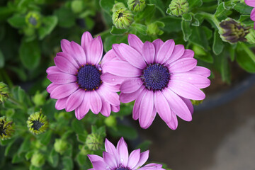 Obraz premium Purple flowers Osteospermum ecklonis African Daisy Cape Marguerite, Purple Cape Marguerite Daisy flower closeup, a floral display of Purple Cape Marguerite Daisy flowers with purple Capitulum, closeup