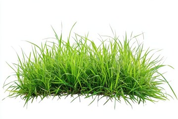 Vibrant green lush grass isolated on white background eco lawn plant field fresh flora nature leaves