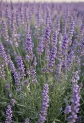 Fototapeta premium A profusion of lavender flowers, showcasing intricate details on stark white , herb, bloom, texture