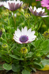 Obraz premium White flowers Osteospermum ecklonis African Daisy Cape Marguerite, White Cape Marguerite Daisy flower closeup, a floral display of White Cape Marguerite Daisy flowers with purple Capitulum, closeup