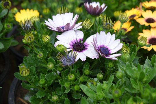 White flowers Osteospermum ecklonis African Daisy Cape Marguerite, White Cape Marguerite Daisy flower closeup, a floral display of White Cape Marguerite Daisy flowers with purple Capitulum, closeup - Powered by Adobe