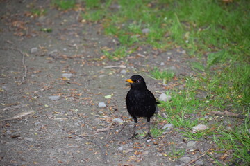crow on the ground