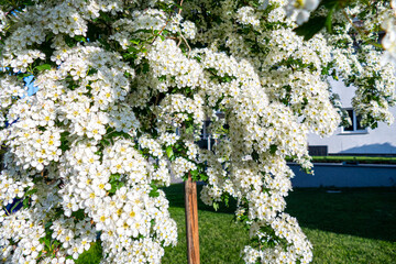 Hawthorn (Crataegus oxyacantha) bloom close up