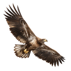 Majestic Eagle in Flight: A Stunning Aerial View of Nature's Power , isolated on white background