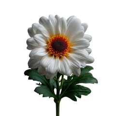 Stunning white flower with bright yellow center gracefully positioned on a soft surface isolated for artistic purposes.