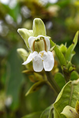A green Plant of Justicia adhatoda vasica or malabar nut plant in selective focus and background blur, the white Justicia adhatoda blossom in spring, Chakwal, Punjab, Pakistan