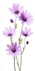 Fototapeta premium Delicate Light Purple Flowers on White Background