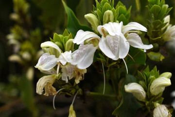 A green Plant of Justicia adhatoda vasica or malabar nut plant in selective focus and background blur, the white Justicia adhatoda blossom in spring, Chakwal, Punjab, Pakistan
