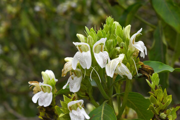 A green Plant of Justicia adhatoda vasica or malabar nut plant in selective focus and background...