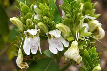 A green Plant of Justicia adhatoda vasica or malabar nut plant in selective focus and background blur, the white Justicia adhatoda blossom in spring, Chakwal, Punjab, Pakistan