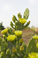 A blooming Eastern Prickly Pear Cactus (Opuntia humifusa) devil's-tongue, Indian fig, wild plant blooming in spring closeup shot, Beautiful yellow flower of Eastern Prickly Pear, cactus flower closeup