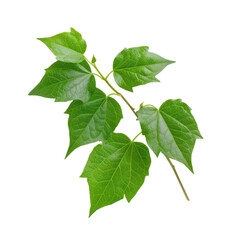 A close-up of a poison ivy plant isolated on white background highlighting its toxicity and natural characteristics.