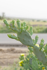 Eastern Prickly Pear Cactus (Opuntia humifusa) devil's-tongue or Indian fig, wild plant in nature...
