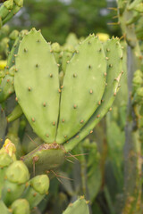 Eastern Prickly Pear Cactus (Opuntia humifusa) devil's-tongue or Indian fig, wild plant in nature closeup shot, prickly pear is a species of cactus that has long been a domesticated crop plant