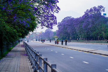 Landscape view of blooming Jacaranda trees in Lalitpur, Nepal.