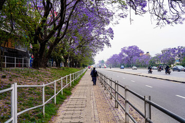 Landscape view of blooming Jacaranda trees in Lalitpur, Nepal.