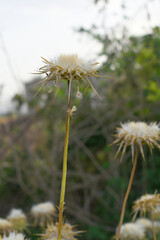 Pink milk thistle flower on green background, Field with Silybum marianum (Milk Thistle) , Medical plants.Blessed milk thistle pink flowersin field. Silybum marianum herbal remedy plant. Banner.
