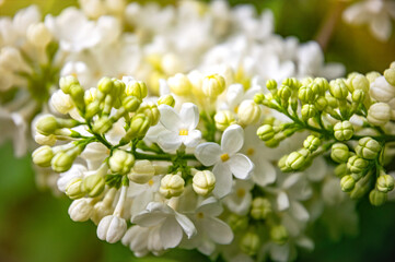 Blooming white lilac in the sunny spring garden