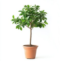 Fototapeta premium Lush Green Plant in Terracotta Pot Against White Background