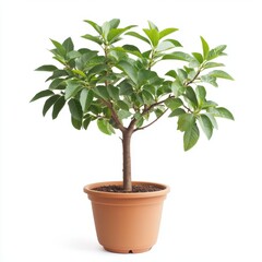 Lush Green Potted Plant with Vibrant Foliage on White Background