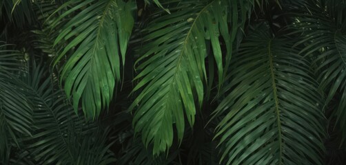 Deep green hues, visible striations, lush palm leaf surface , palm, background, lush