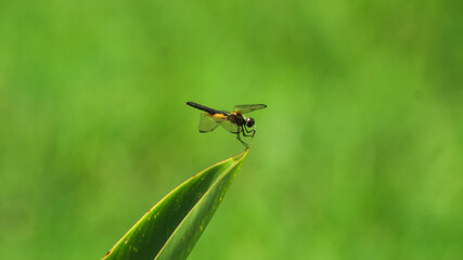 Rhyothemis Phyllis Dragonfly (Yellow-striped Flutterer) Perched on a Twig: A Detailed Close-Up in its Natural Habitat