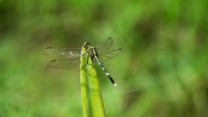 dragonfly insect. dragonfly perched on leaf. Dragonfly with the Latin name orthetrum sabina....
